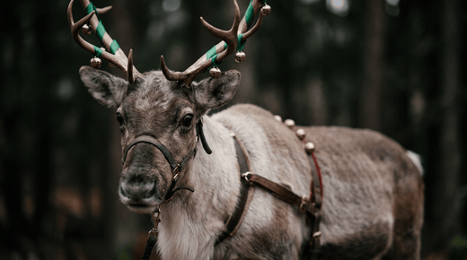 Blitzen